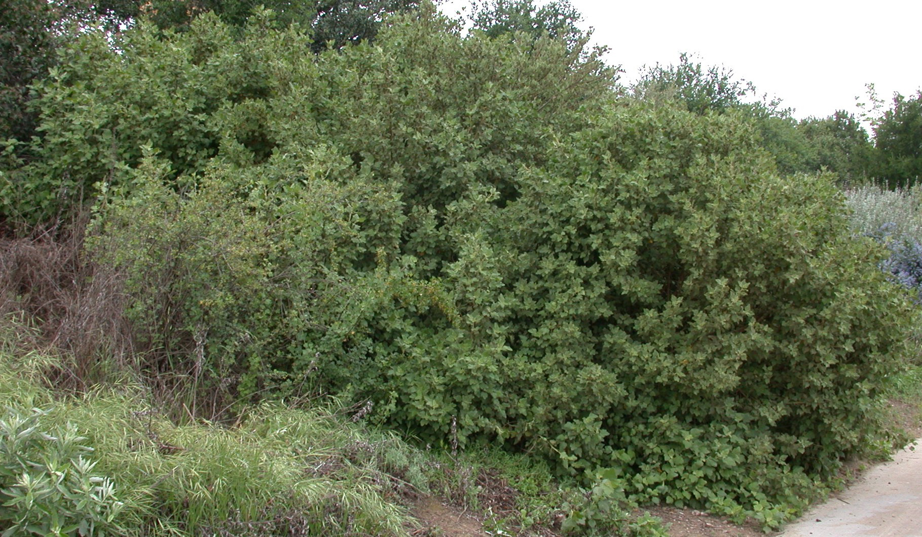 Davidson's bushmallow